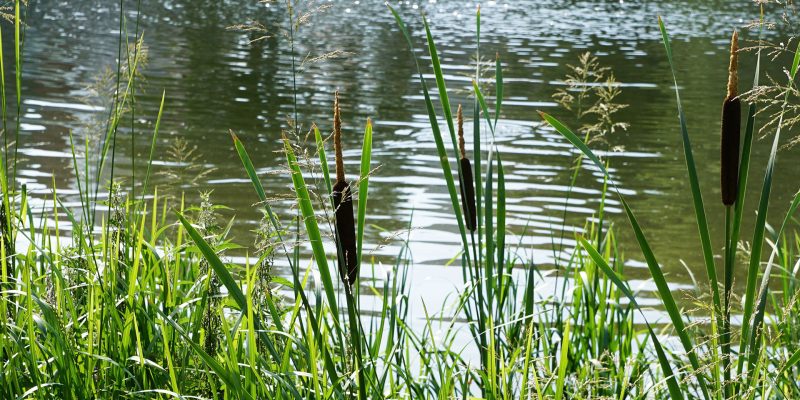 ferienhof-eiderdeich-cck-seeufer